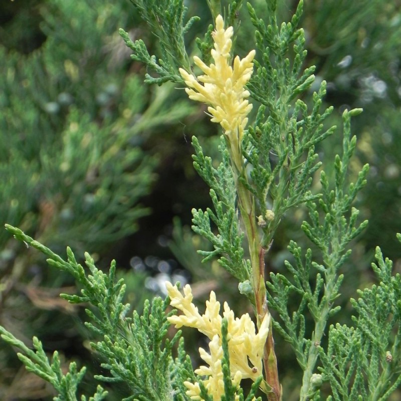 Borievka čínska 'Stricta Variegata'