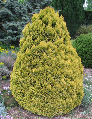 Cypruštek Lawsonov 'Minima Aurea'