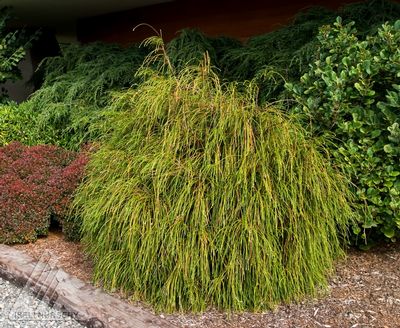 Thuja plicata 'Whipcord'