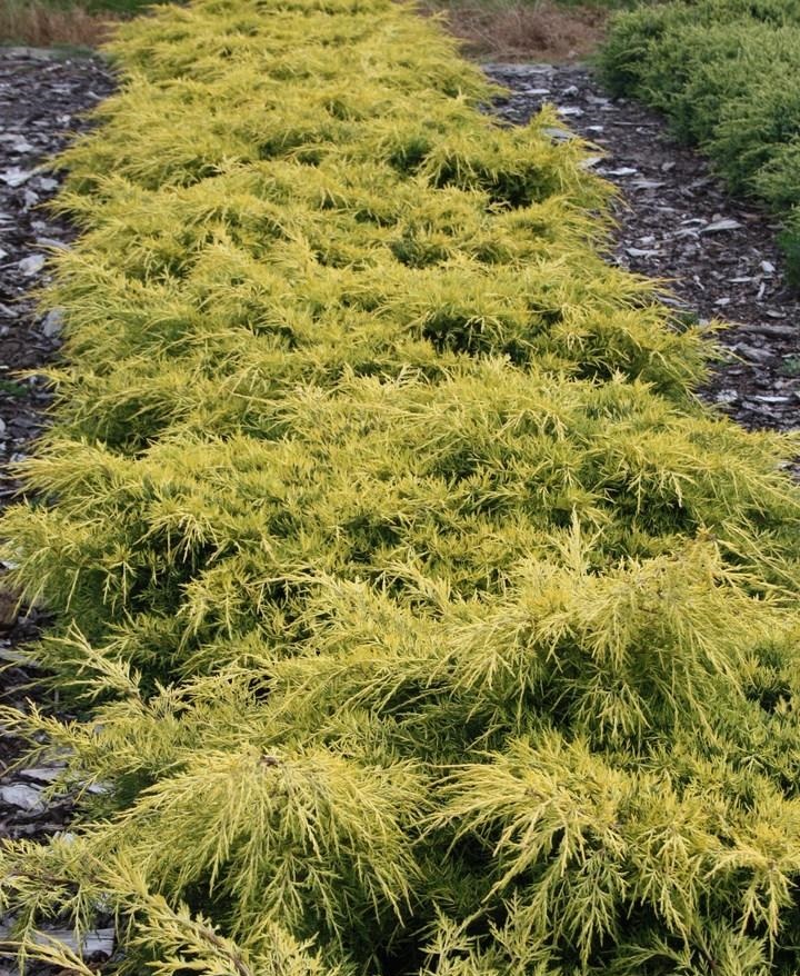 Juniperus pfitzeriana 'King of Spring'