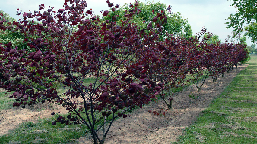 Cercis Canadensis 'Forest Pansy'