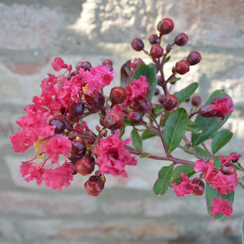 Myrta krepová 'Nana Red Imperator'