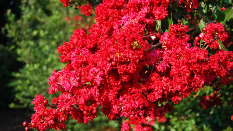 Lagerstroemia indica 'Carolyn Beauty'