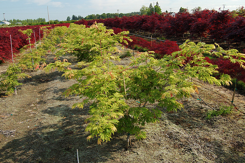 Acer palmatum 'Aconitifolium'