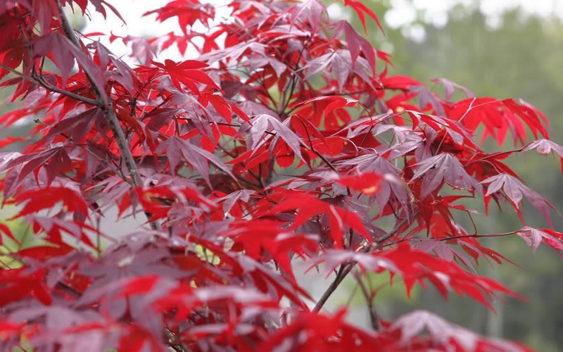 Acer palmatum 'Fire Glow'