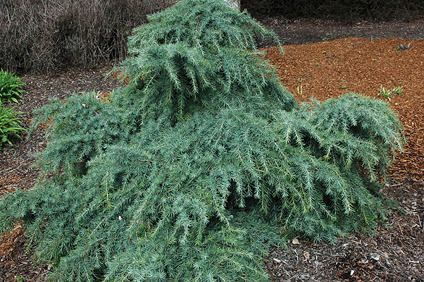 Cedrus deodara 'Feeling Blue' 5 lit.