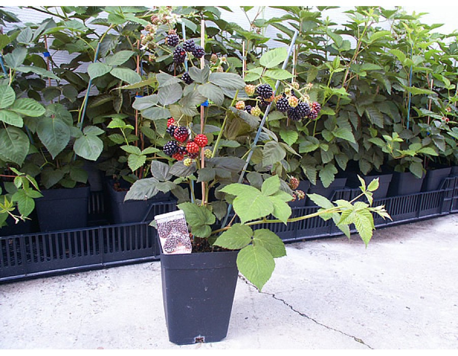 Rubus fruticosus 'Navaho'