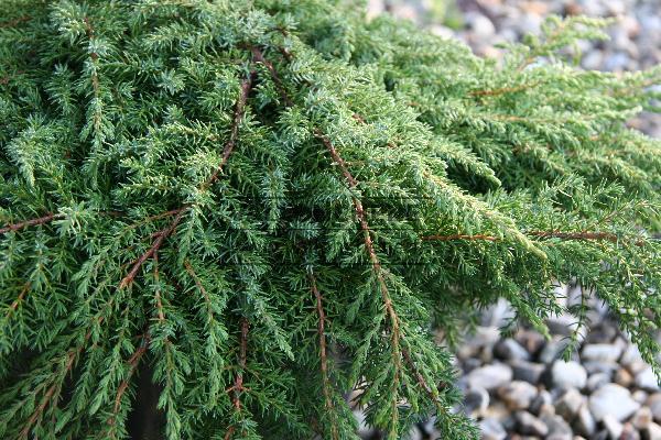 Juniperus communis 'Green Carpet'