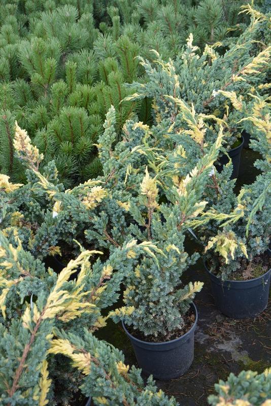 Juniperus squamata 'Golden Flame'