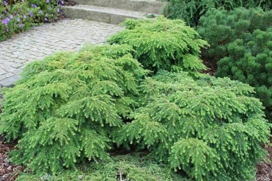 Tsuga canadensis 'Jeddeloh'