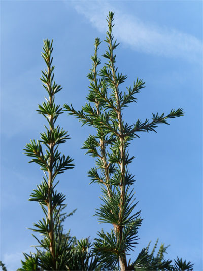 Cedrus libani 120+
