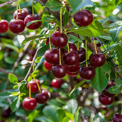 Prunus 'Carmine Jewel'