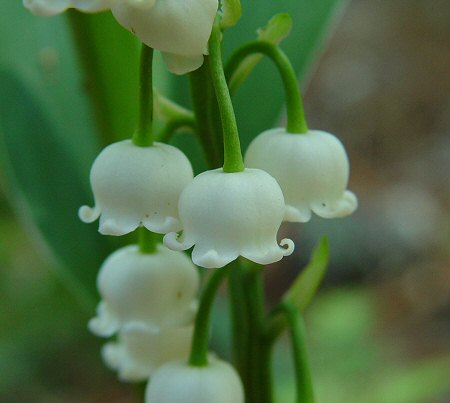 Convallaria majalis 