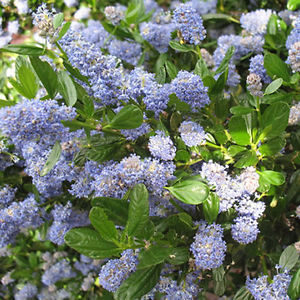 CEANOTHUS 'Skylark'
