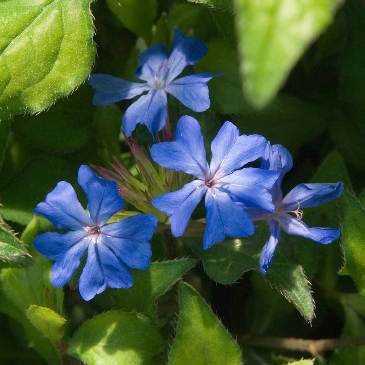 CERATOSTIGMA willmottianum FOREST BLUE® 'Lice' 
