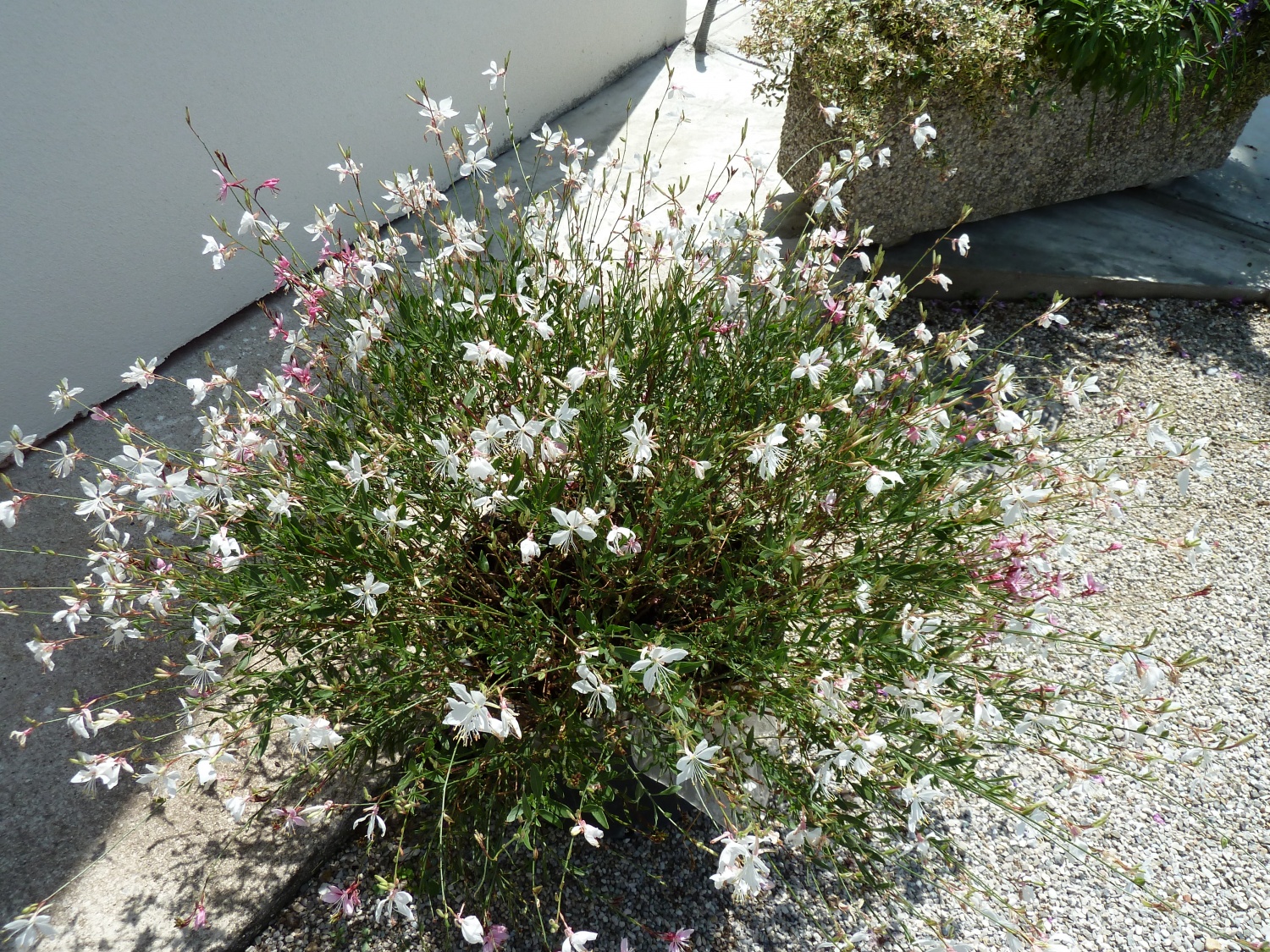 gaura short form