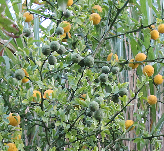 PONCIRUS trifoliata