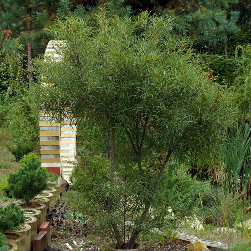 RHAMNUS frangula 'Asplenifolia'