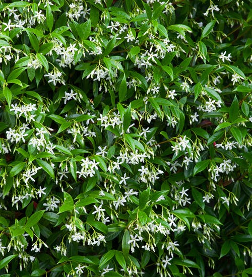 TRACHELOSPERMUM jasminoides