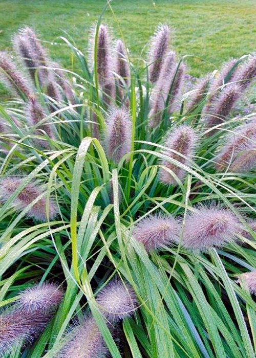 Pennisetum alopecuroides 'Moudry'
