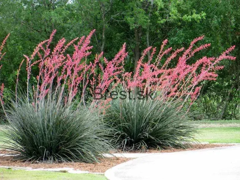 Hesperaloe - Juka 1,5 lit.