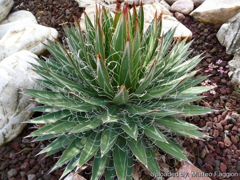Agave filamentosa       -7 °C