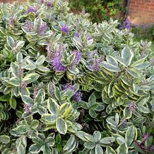Hebe variegata