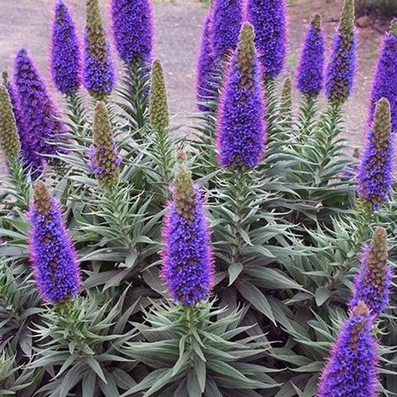 Echium