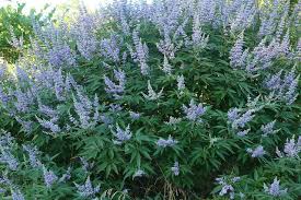 Vitex agnus compacta