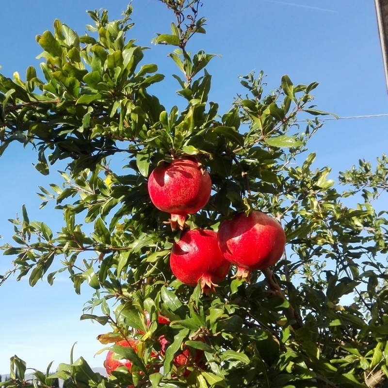 Granátovník  červený