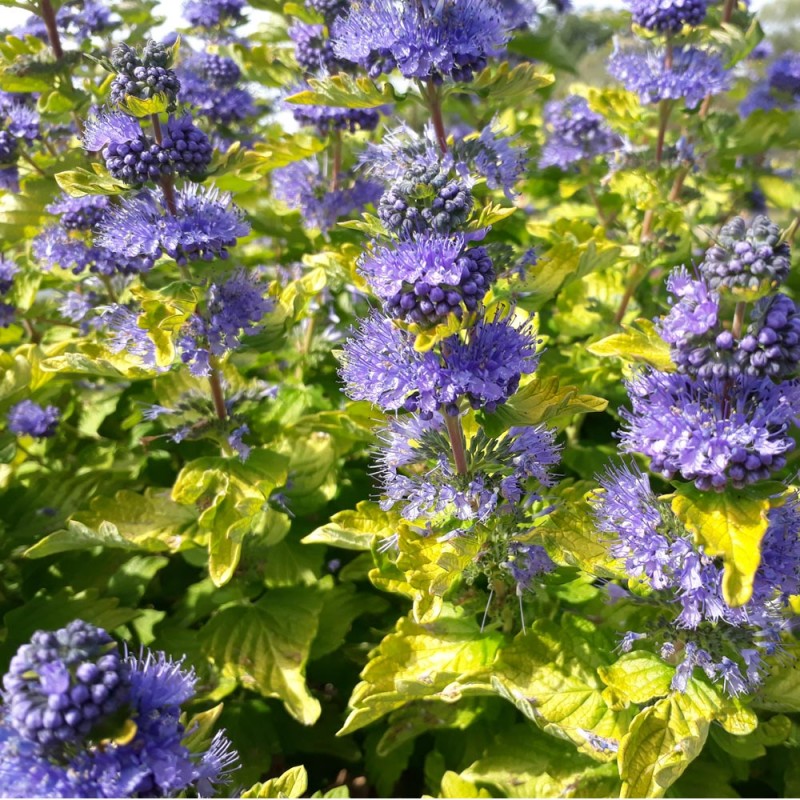Caryopteris x clandonensis 'Good as gold'