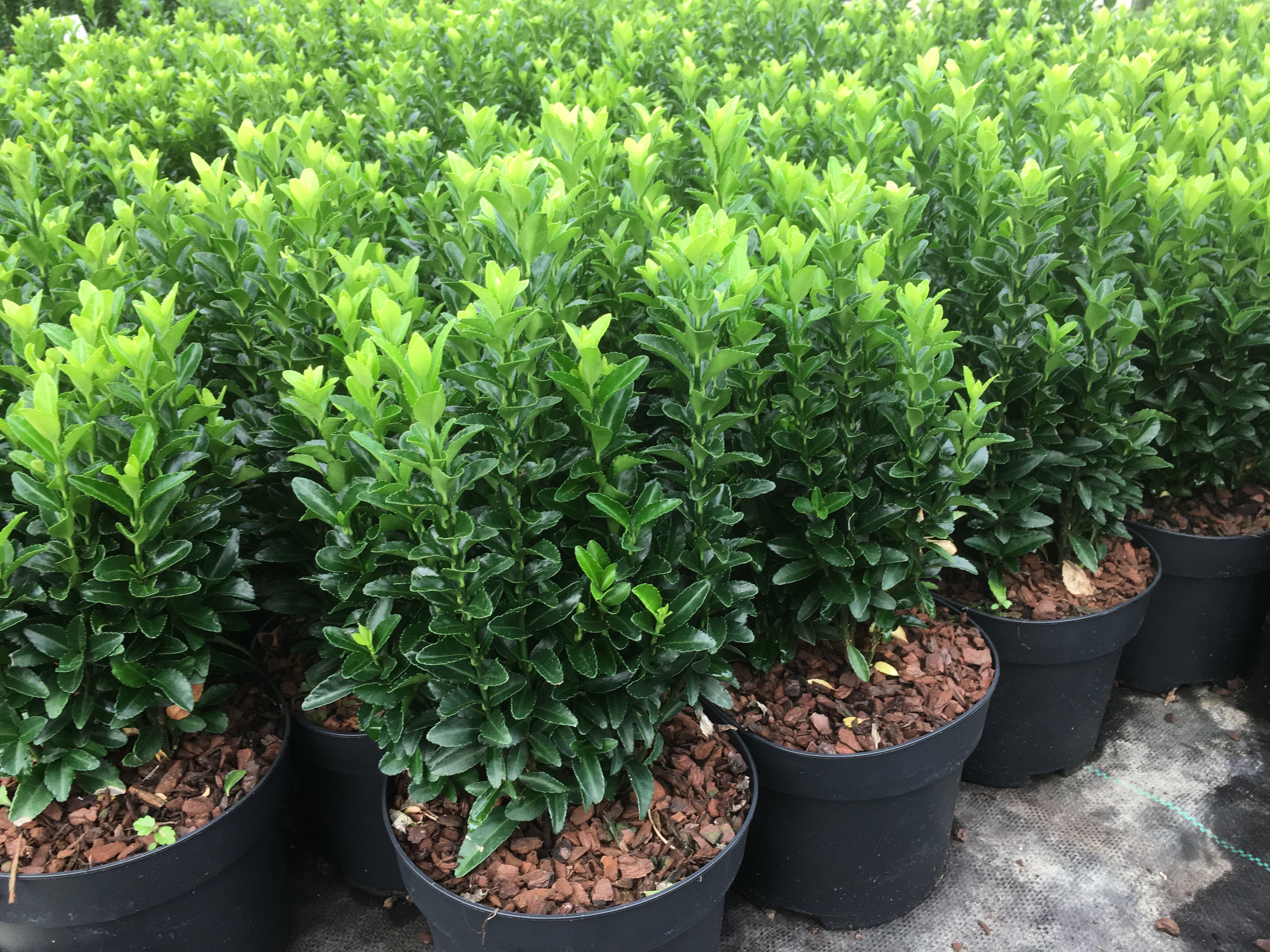 euonymus fortunei green spire