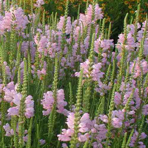 Physostegia virginiana rosea