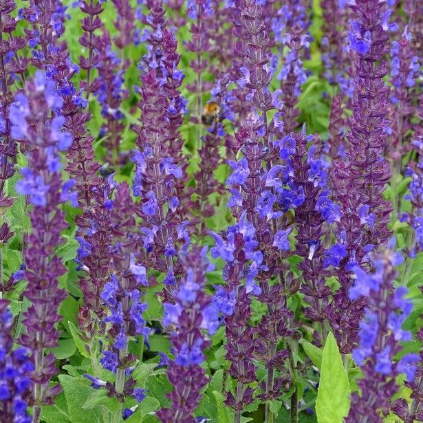 Salvia nemorosa 'Blaukönigin'