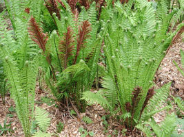 Matteuccia struthiopteris
