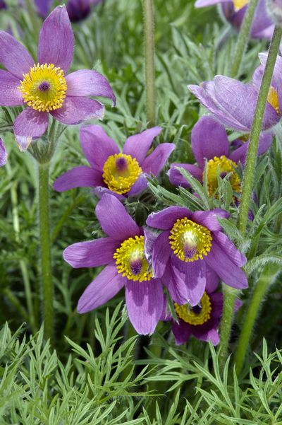 Pulsatilla vulgaris 'Violet blue'