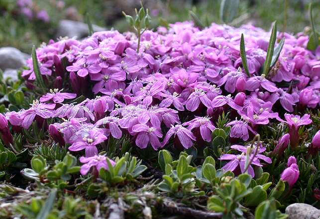 Silene acaulis 