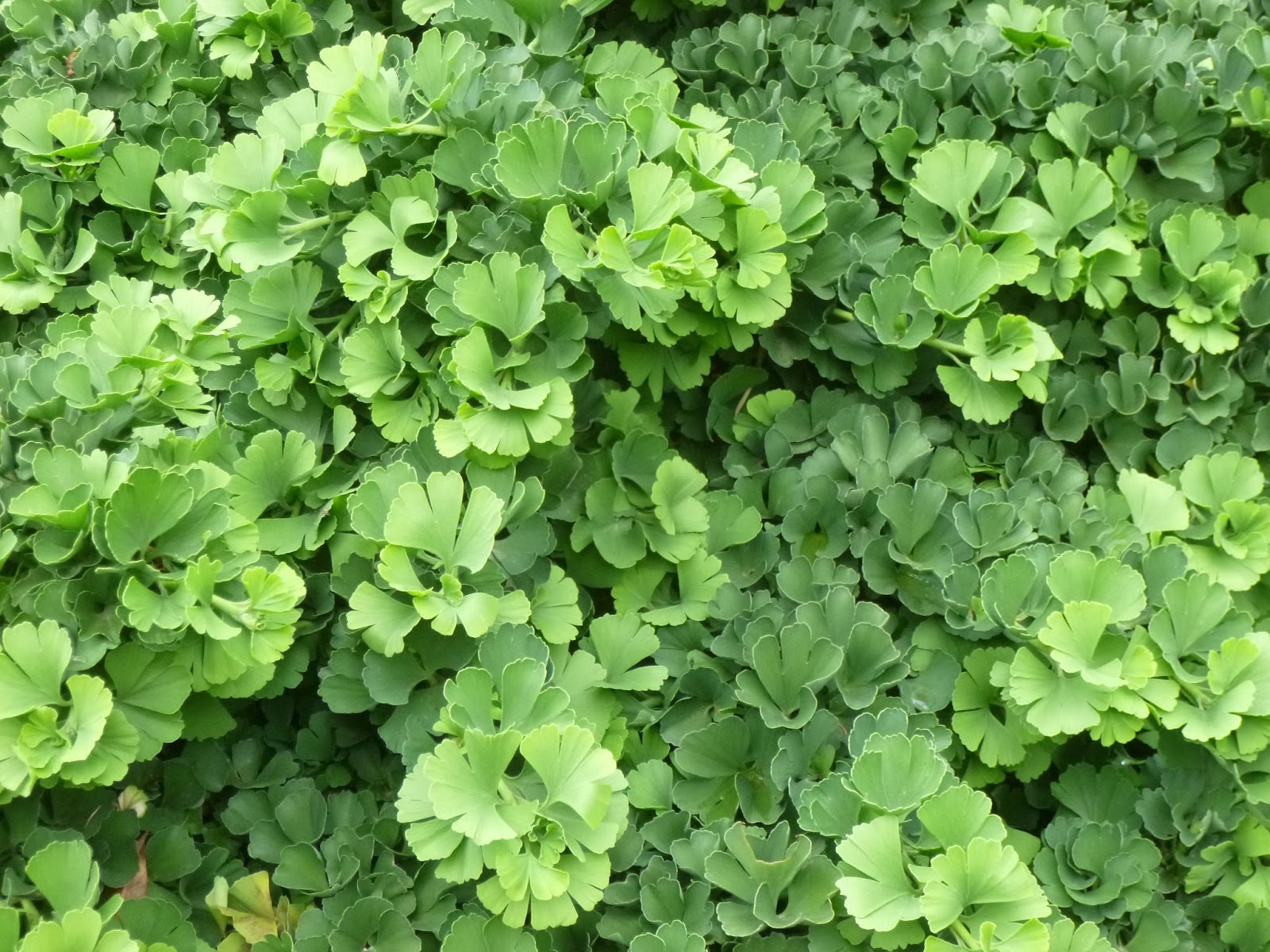 Ginkgo biloba eiffel