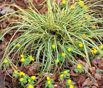 Carex morrowii 'Aureovariegata'  