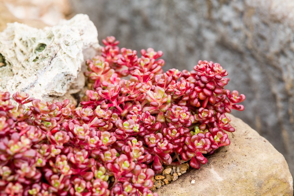 Sedum Oreganum