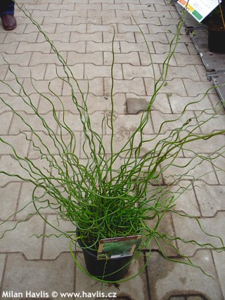 JUNCUS effusus spiralis 'Twister'