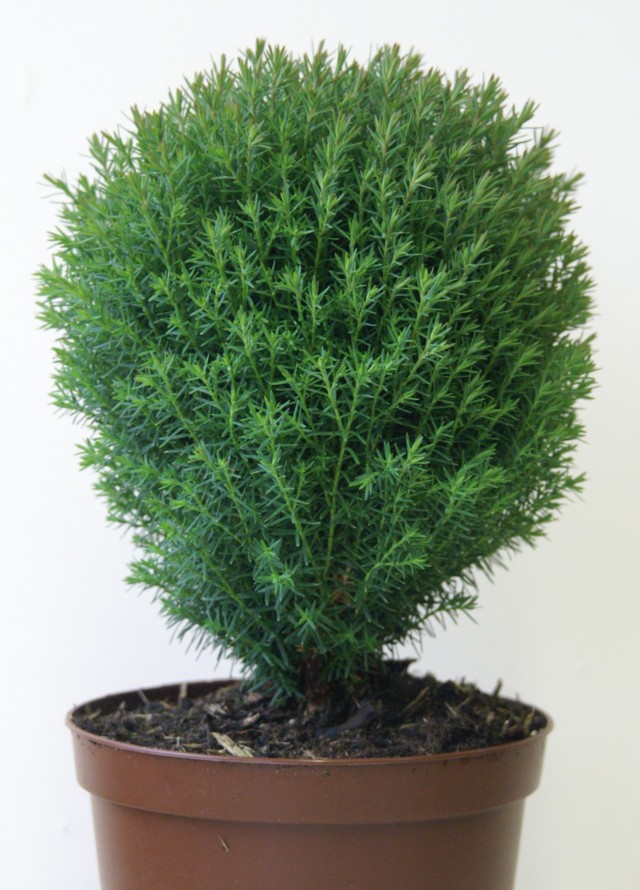 Thuja occidentalis 'Teddy'