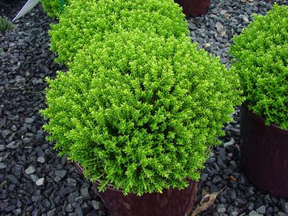 Hebe 'Emerald gem'