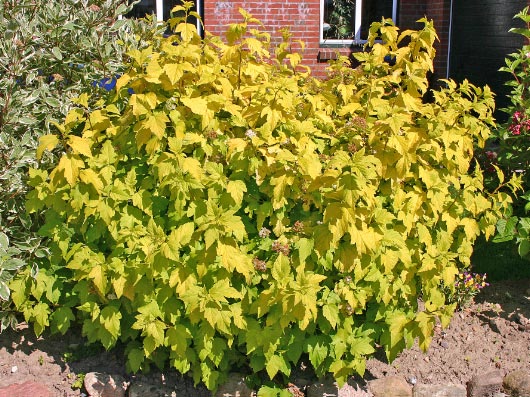physocarpus opulifolius luteus