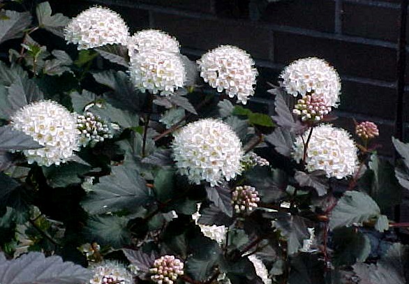 Physocarpus opulifolius 'Diabolo' 1.5lit.