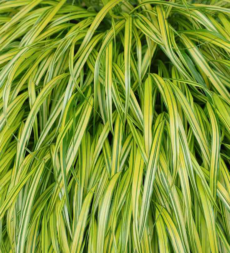 Hakonechloa macra 'Aureola'