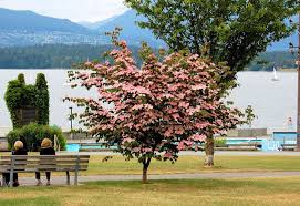 Cornus Kousa Stellar Pink