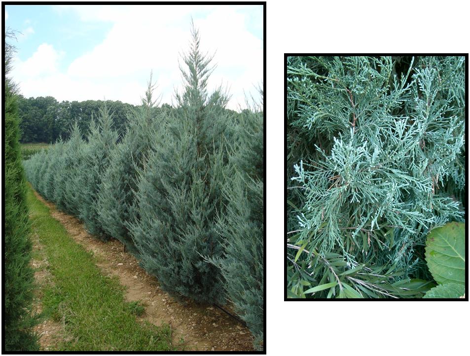 Borievka skalná modré nebo 