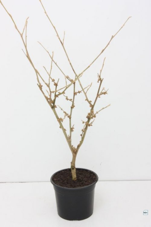 Hamamelis 'Arnold Promise'