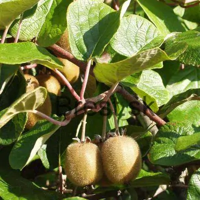 Actinidia deliciosa 'Hayward' + Samec